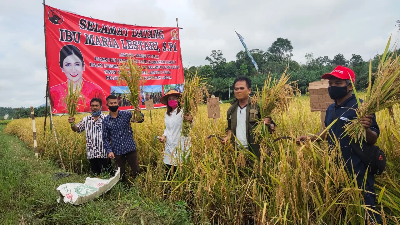 Maria Lestari saat menghadiri panen Raya di Desa Amboyo Utara Kecamatan Ngabang Kabupaten Landak, Minggu (29/08/2020).