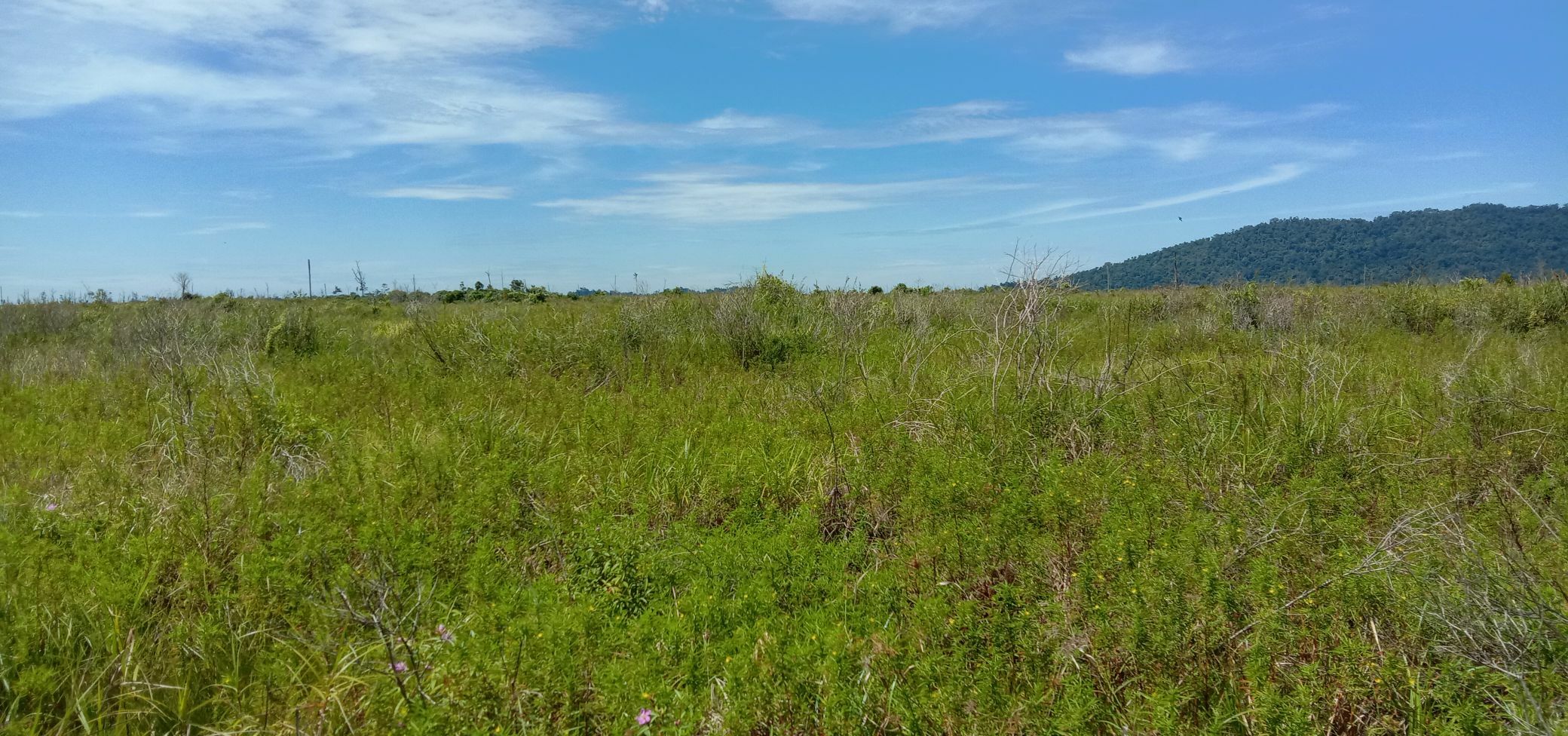 Foto bekas ladang padi petani Desa Dusun Kecil/ISTIMEWA