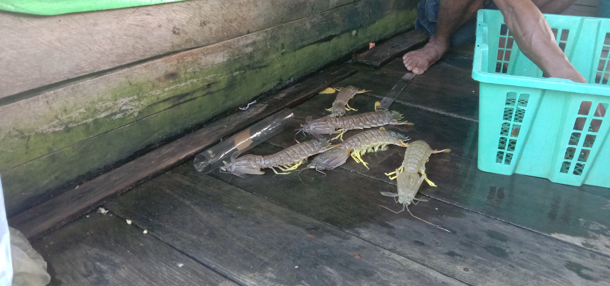 Desa Dusun Kecil, Udang Ronggeng dan Manfaatnya untuk Kesehatan