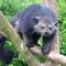 Binturong