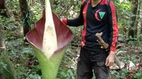 Bunga Bangkai Tumbuh di Wilayah Hutan Adat Kabupaten Sintang