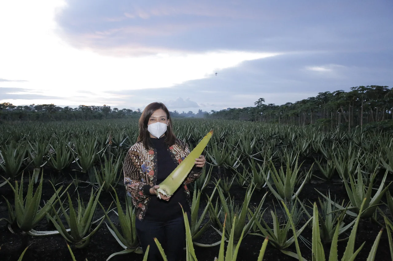 Reses di Pontianak Utara, Maria Lestari Ikut Panen Lida Buaya Milik Petani