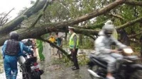 Pohon Besar Tumbang, Arus Lintas Sempat Macet di Jongkat Mempawah