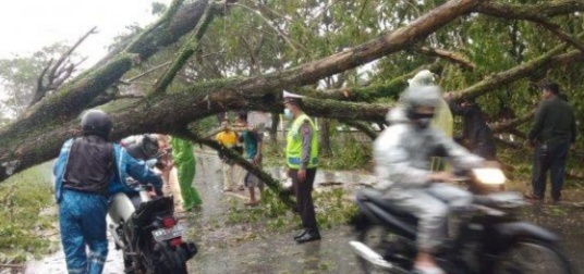 Pohon Besar Tumbang, Arus Lintas Sempat Macet di Jongkat Mempawah