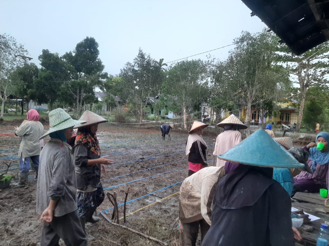 Kegiatan Komunitas Sekolah SDN  19 Medang, Desa Sulung Kecamatan Kartiasa Kabupaten Sambas melakukan Tanam Padi pada Senin, 14 Desember 2020.
