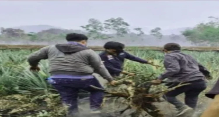 Petani di Mempawah ditangkap, Tindak Pidana Karhutla