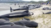 52 Ekor Paus ditemukan Terdampar dan Mati di Pantai