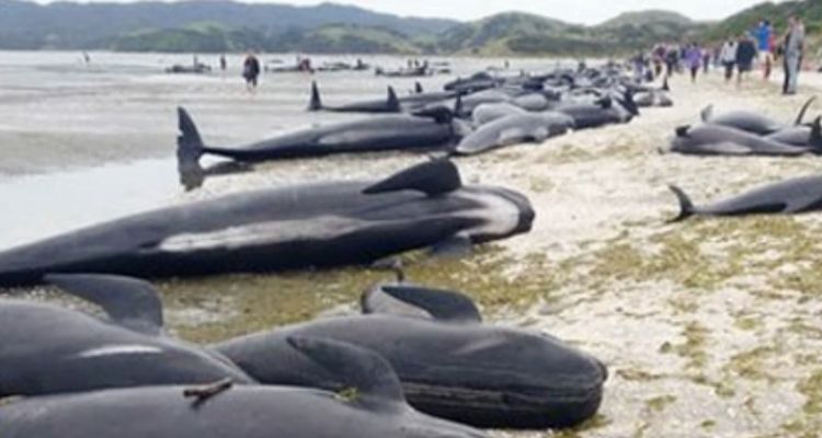 52 Ekor Paus ditemukan Terdampar dan Mati di Pantai