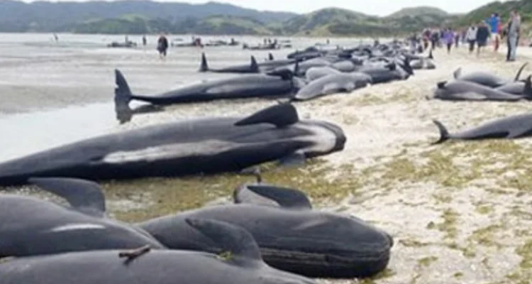 Sebanyak 52 ekor ikan paus ditemukan terdampar dan mati di Pantai Modung, Kecamatan Blega, Kabupaten Bangkalan, Jumat 19 Februari 2021.