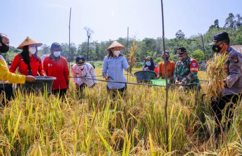 Maria Lestari Panen Raya Perdana di Desa Kerohok Kecamatan Mandor, Kabupaten Landak, Rabu 24 Februari 2021,- FOTO/Aam.