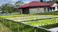 Berkebun Ala Santri PP Mambaul Ulum Simpang Kanan