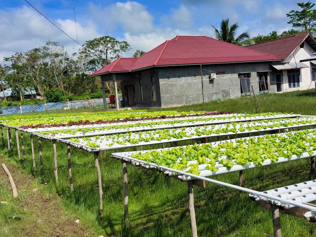 Kebun sayur