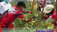 Balai Benih PDI-P Kalbar Undang Kaum Ibu Panen Raya