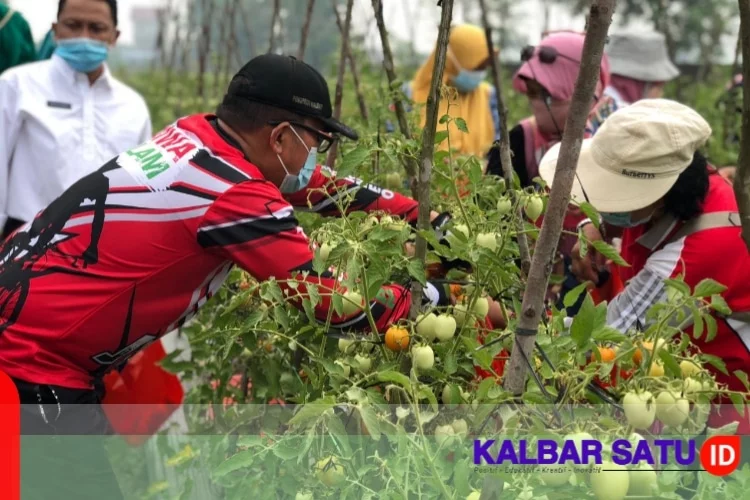 Panen raya di Balai Benih PDI Perjuangan Kalbar, Jalan Arteri Supadio Sungai Raya, Kabupaten Kubu Raya, Rabu (3/3/2021).