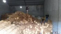 Bea Cukai Gagalkan Ekspor 100 Ton Rotan Ilegal di Kalimantan Barat
