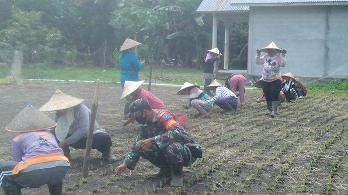 – DI masa Pandemi, Babinsa Rukmajaya Bantu Petani Desa Rukmajaya Tanam Padi. Hal ini bertujuan pendampingan yang dilakukan ini sebagai upaya mempercepat masa penanaman padi dan bentuk kepedulian TNI khususnya Babinsa