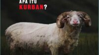 Pengertian Qurban, Arti Dan Hukum Qurban Bagi Umat Islam