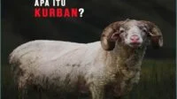 Pengertian Qurban, Arti Dan Hukum Qurban Bagi Umat Islam