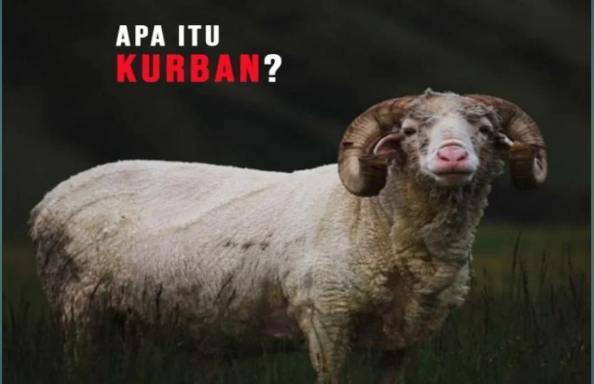 Pengertian qurban dan hukumnya