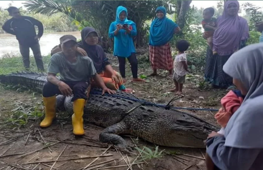 Penemuan 3 buaya di 3 lokasi yang berbeda