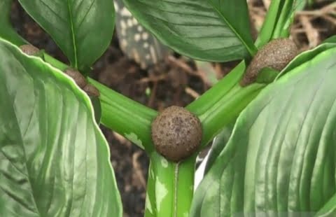 Lahan Gambut Membuat Kaya Raya, Petani di Kubu Raya Hasilkan Rp560 juta Sekali Panen