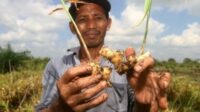 Keterbatasan Pupuk bersubsidi Jadi Kendala di Kubu Raya