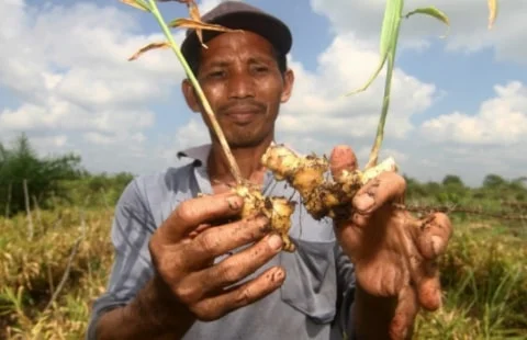 Keterbatasan Pupuk bersubsidi Jadi Kendala di Kubu Raya