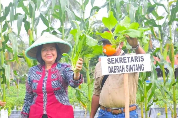 Hasilkan 200 Ton Sayuran Pertahun, Desa Merarai Satu di Sintang Jadi Kampung Sayur