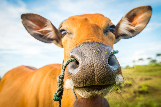 Pemprov Kalbar Datangkan 2.000 Sapi dan 3.000 Kambing dari NTT