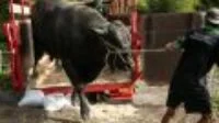 Idul Adha 2022 Presiden Jokowi Kurban Sapi Seberat 1,07 Ton