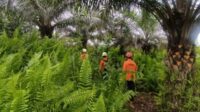 Pencarian Petani Karet yang Hilang di Sungai Asam Kubu Raya Dihentikan