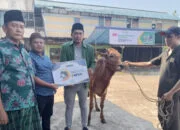 LAZISNU Kota Pontianak Qurban 6 Ekor Sapi di Lebaran Idul Adha 1444 H