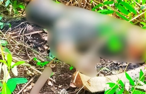 5 Hari Hilang, Pria Asal Kecamatan Kubu Ditemukan Tewas Membusuk di Kebun Sawit