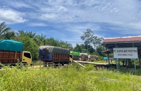 9 Truk Rotan Ilegal Tertangkap di Ketapang, Pemilik Diduga Pengusaha Inisial D. Foto/Istimewa. 