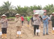 Pj Bupati Syarif Kamaruzaman: Kubu Raya Dukung Penanaman Jagung Untuk Ketahanan Pangan