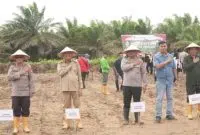 Pj Bupati Syarif Kamaruzaman: Kubu Raya Dukung Penanaman Jagung Untuk Ketahanan Pangan. Foto/Istimewa. 