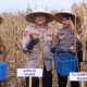 Kapolda Kalbar Tanam Jagung Serentak 1 Juta Hektare di Bengkayang