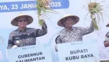 Pj Bupati Kubu Raya Ikut Panen di Kuala Mandor B. Foto/Istimewa. 