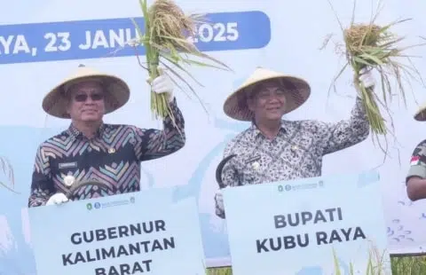 Pj Bupati Kubu Raya Ikut Panen di Kuala Mandor B. Foto/Istimewa. 