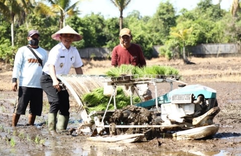 Kota Pontianak Targetkan Produksi 800 Ton Padi Pertahun. Foto/Istimewa. 