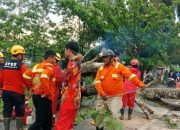 Cuaca Ekstrem di Kubu Raya, Puluhan Rumah Rusak dan Pemotor Tertimpa Pohon Besar