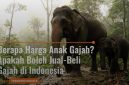 Foto Anak Gajah.