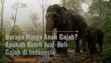 Foto Anak Gajah.