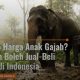 Foto Anak Gajah