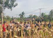 Partisipasi Kelompok Tani untuk Ketahanan Pangan di Desa Sungai Segak