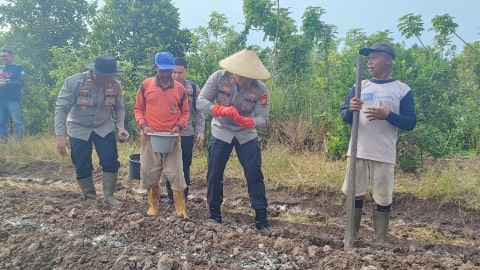 Polisi Ikut Bantu Petani Tanam Jagung di Rasau Jaya Kubu Raya