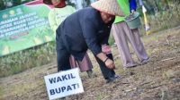 Wabup Kubu Raya Tanam Jagung Serentak Dukung Ketahanan Pangan Nasional