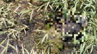 BREAKING NEWS! Mayat Misterius Ditemukan di Parit Perkebunan Sawit Kubu Raya