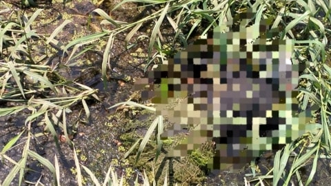 BREAKING NEWS! Mayat Misterius Ditemukan di Parit Perkebunan Sawit Kubu Raya