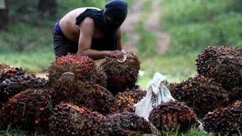 GAPKI Se-Kalimantan Akan Gelar Borneo Forum ke-8: Bahas Harmonisasi Kemitraan Sawit dan Ketahanan Pangan